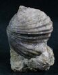 Platystrophia Brachiopod Fossil From Kentucky #6629-1